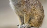 Meerkat Animal Glance Cute