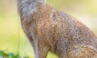Mongoose Glance Funny Animal