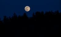 Moon Full-moon Trees Silhouettes Night Dark