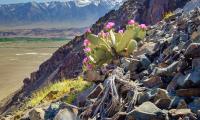 Mountain Slope Stones Cactus Flowers Plant Nature