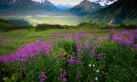 Mountains Valley Field Flowers Landscape