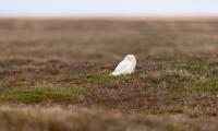 Owl Bird Field Wildlife