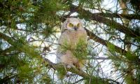 Owl Bird Watching Branches Fluffy