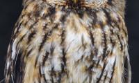 Owl Bird Watching Glance