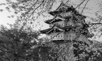 Pagoda Sakura Spring Black-and-white Aesthetics