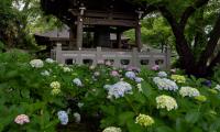 Pagoda Temple Hydrangea Flowers Japan