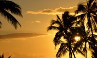 Palm-trees Ocean Sunset Dusk Dark