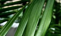 Palm Leaf Plant Macro Green