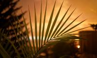 Palm Leaf Sunset Dark