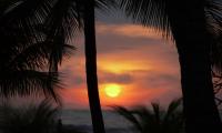 Palms Silhouettes Sunset Sun Dark