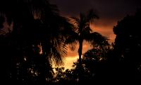 Palms Trees Silhouettes Sunset Dark