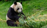 Panda Animal Bamboo Stem Leaves