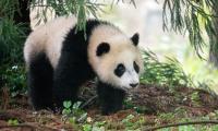 Panda Animal Furry Leaves Plants