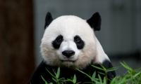 Panda Animal Glance