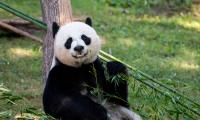 Panda Animal Glance Bamboo Funny