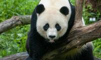 Panda Animal Glance Tree