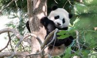 Panda Animal Tree Cute Cool