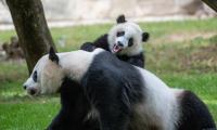 Pandas Animals Glance Fluffy Cub