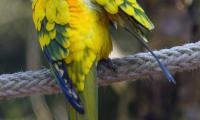 Parrot Bird Bright