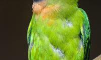 Parrot Bird Feathers Colorful Branch