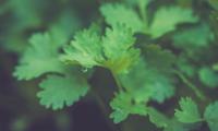 Parsley Plant Leaves Drop Macro Green