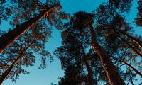 Pines Trees Sky