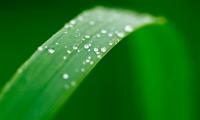 Plant Leaf Drops Wet Macro Green