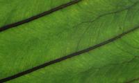 Plant Leaf Veins Green Macro
