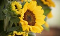 Plant Sunflower Flower Petals Yellow Macro