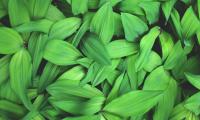 Plants Leaves Green Macro Close-up