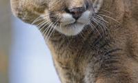 Puma Animal Glance Big-cat