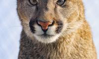 Puma Glance Predator Animal Big-cat