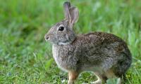Rabbit Animal Cute Grass