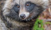 Raccoon Animal Glance Cute Wildlife