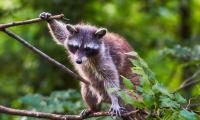 Raccoon Animal Tree Branches