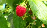 Raspberry Berry Leaves Branch Macro