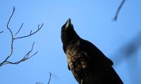 Raven Bird Branches Wildlife