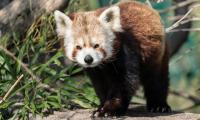 Red-panda Animal Glance