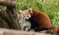 Red-panda Animal Leaves Furry