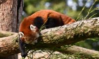 Red-panda Animal Tree Branches Wildlife
