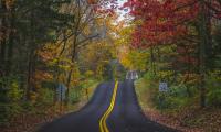 Road Marking Forest Trees Autumn Landscape