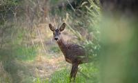 Roe-deer Animal Wildlife