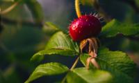 Rose-hips Berry Thorns Leaves Macro