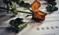 Rose Flower Dry Herbarium Notes