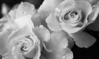 Rose Flower Petals Drops Macro Black-and-white