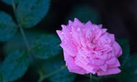 Rose Flower Petals Drops Macro Blur