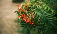 Rowan Berries Leaves Branch Macro