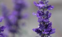 Sage Flowers Plant Purple Macro