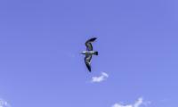 Seagull Bird Flight Sky Blue