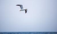 Seagull Bird Flight Sky Water